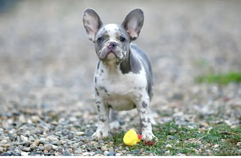 Francuski buldog na prodaju, Beograd (4)
