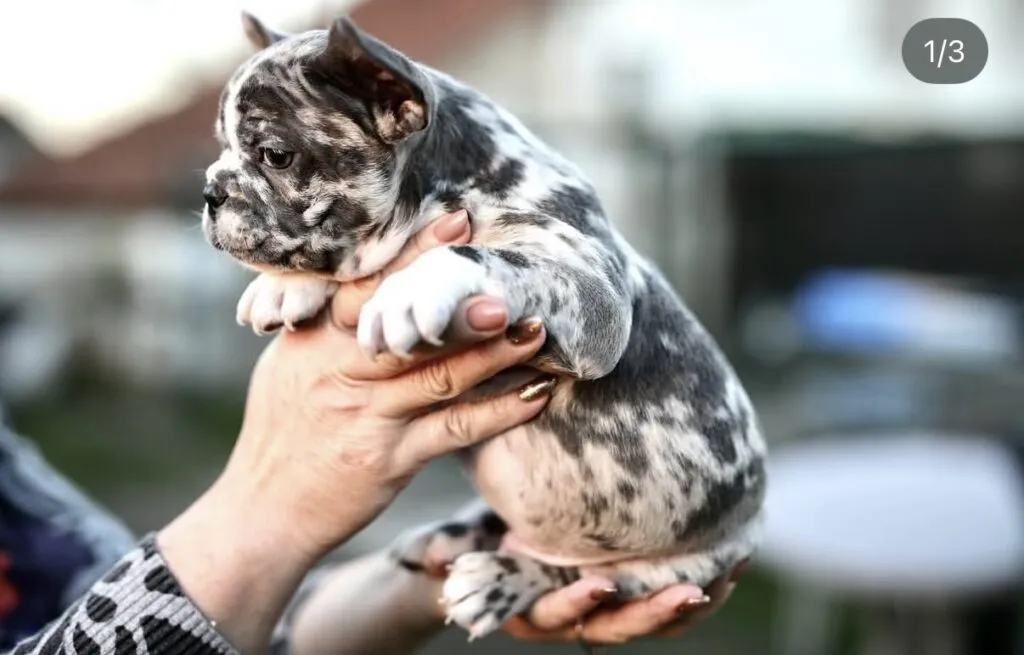 Francuski buldog na prodaju, Beograd (5)