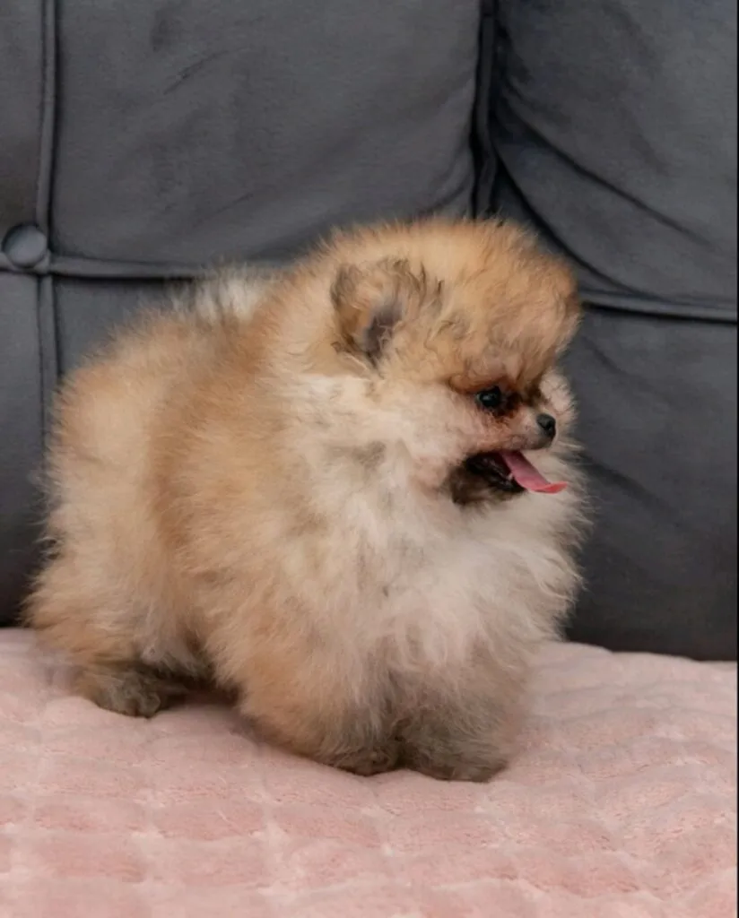 Ostalo na prodaju, Loznica