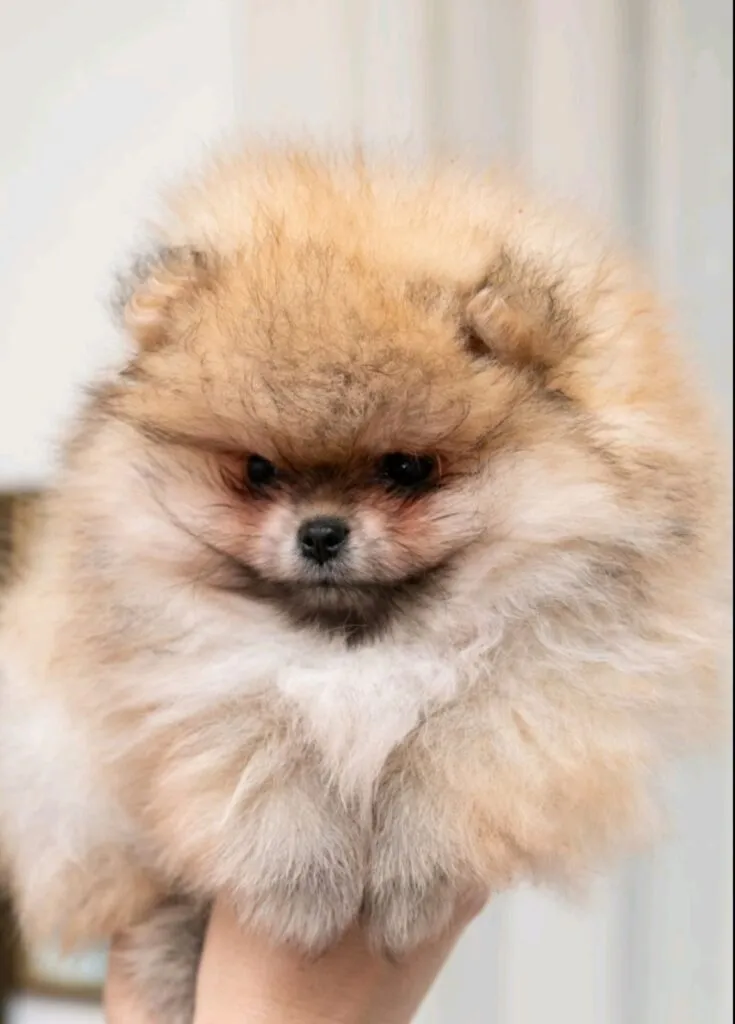 Ostalo na prodaju, Loznica (2)