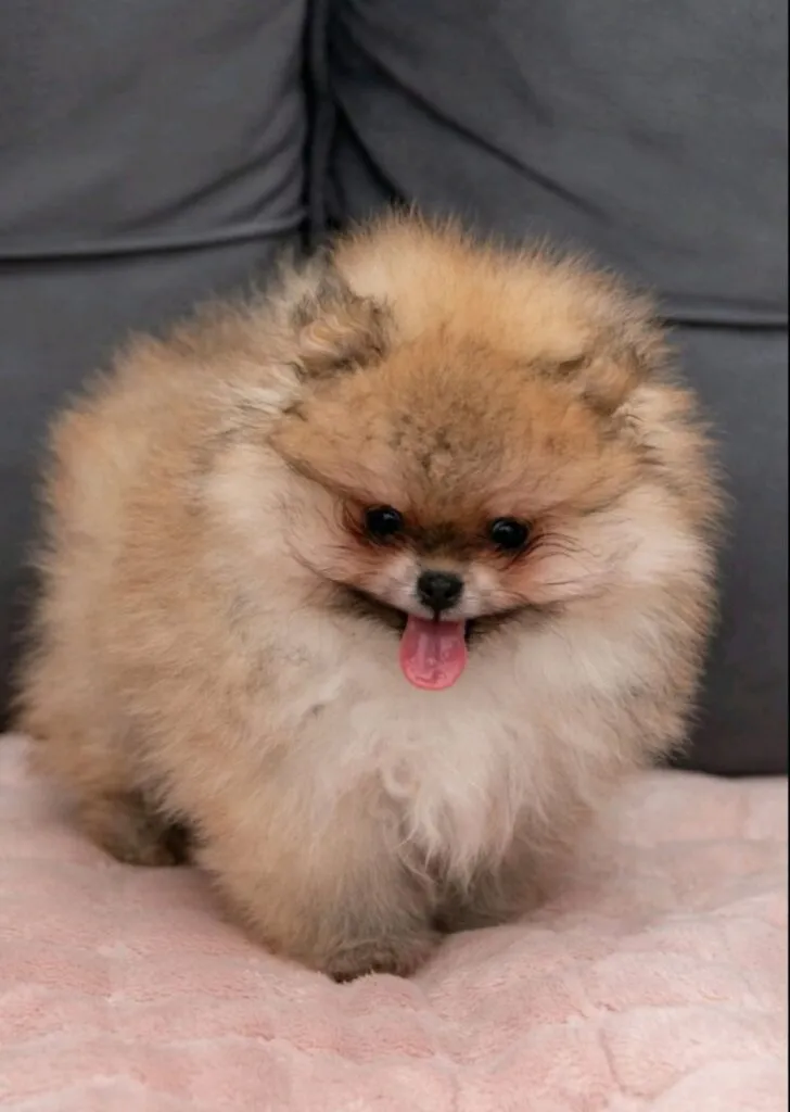 Ostalo na prodaju, Loznica (3)