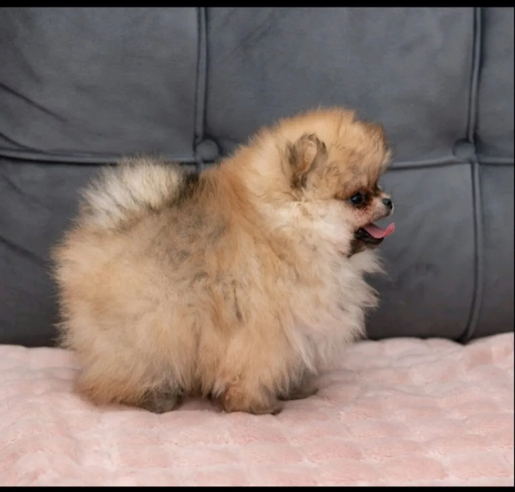 Ostalo na prodaju, Loznica (4)