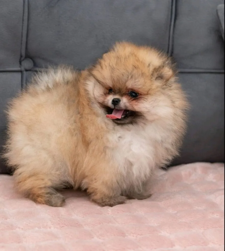 Ostalo na prodaju, Loznica (5)