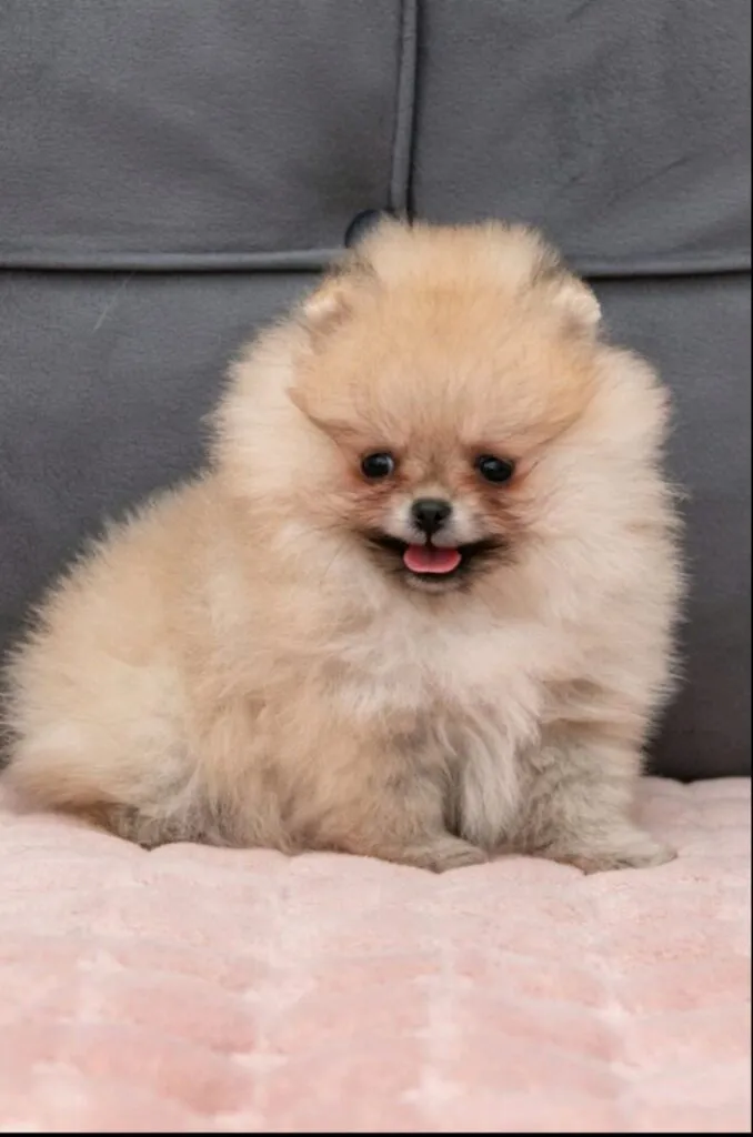 Ostalo na prodaju, Loznica (6)