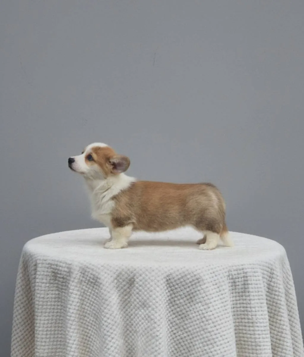 Velški korgi (pembrok) na prodaju, Bačka Topola (4)