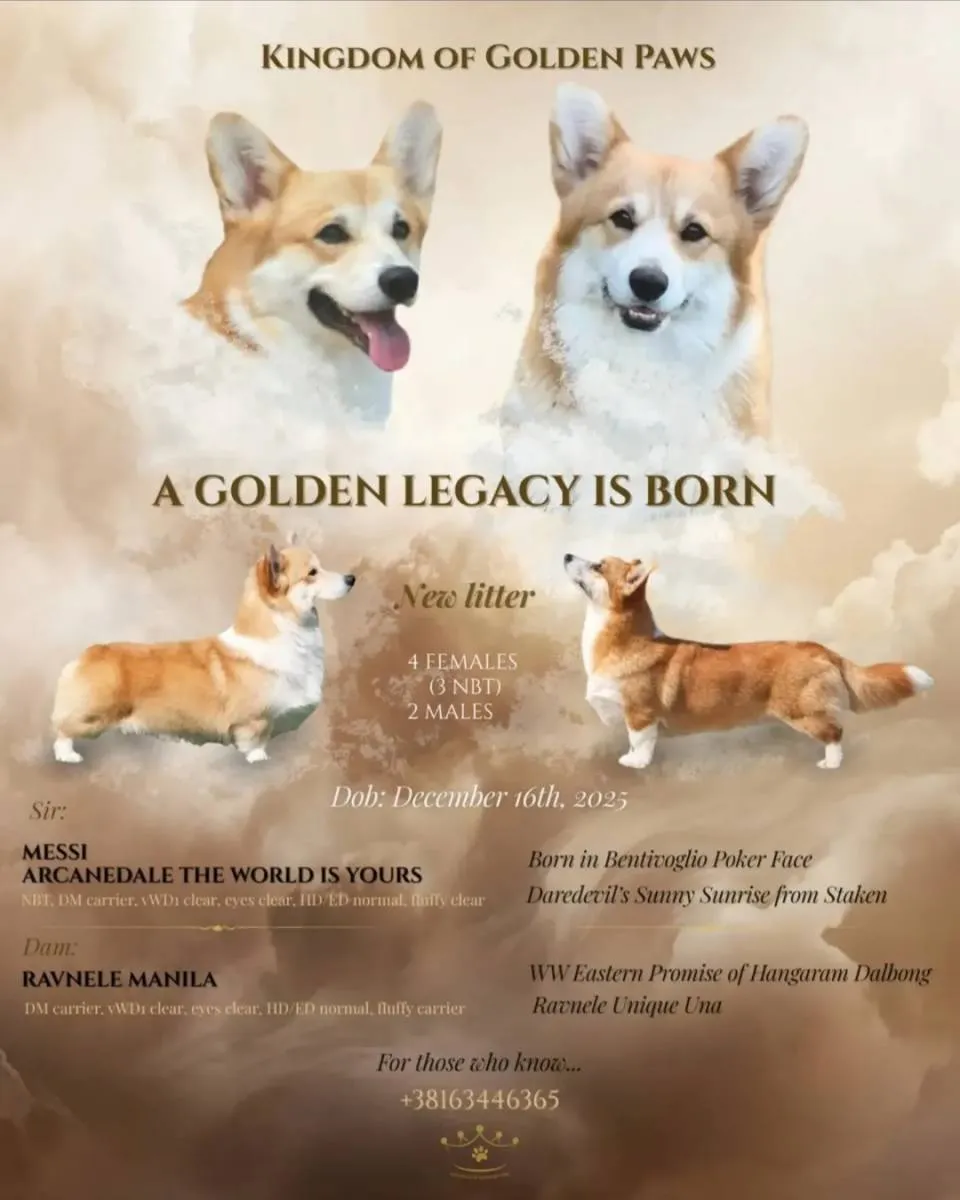 Velški korgi (pembrok) na prodaju, Bačka Topola (6)