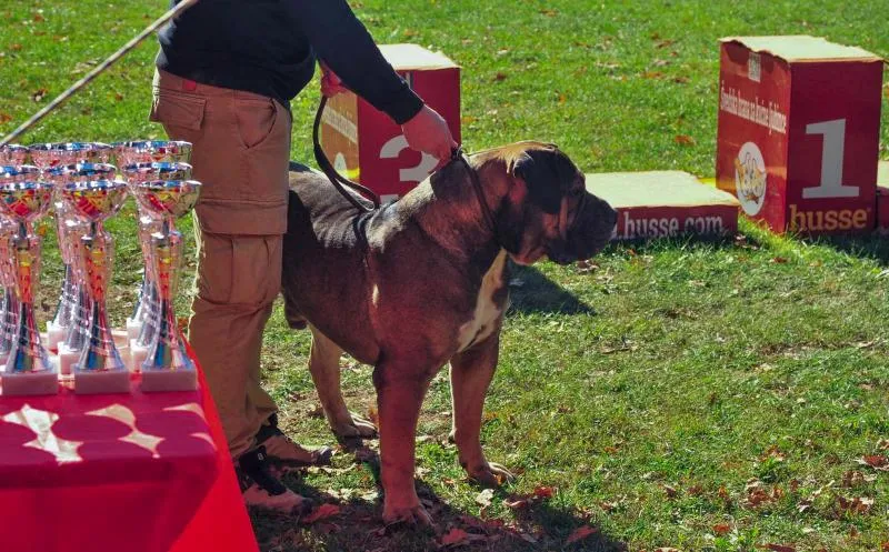 Mastif na prodaju, Beograd (6)