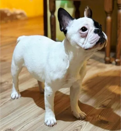 Francuski buldog na prodaju, Smederevo (2)