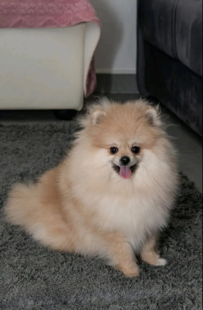 Ostalo na prodaju, Loznica