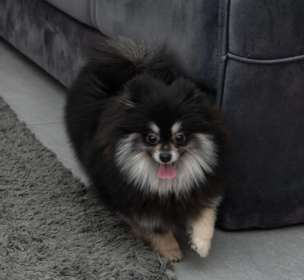 Ostalo na prodaju, Loznica (2)