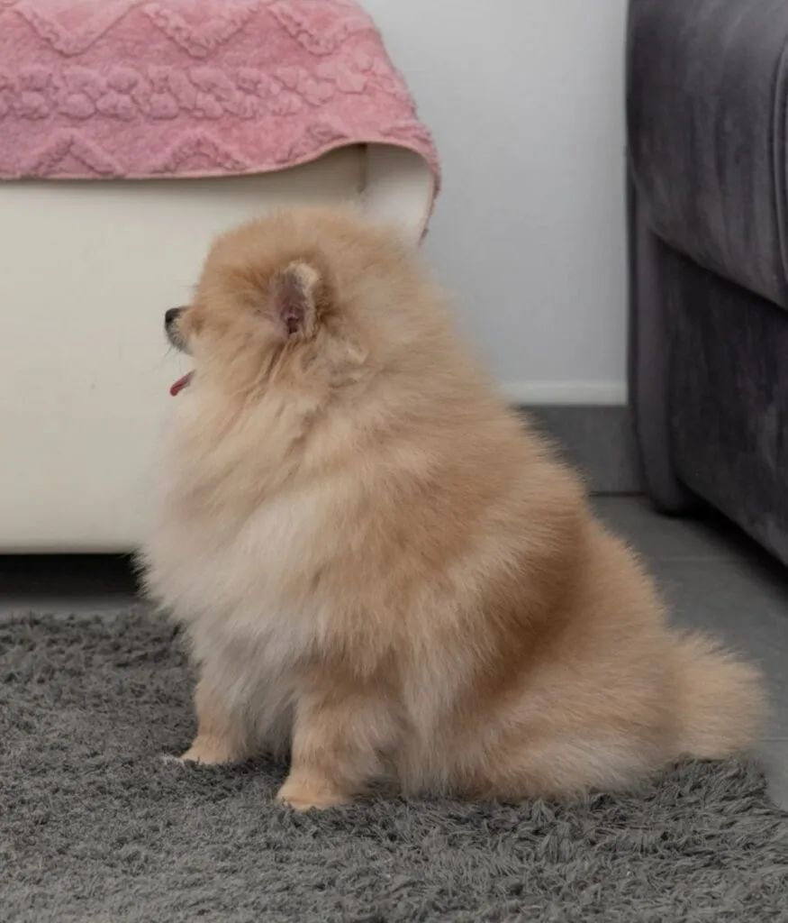 Ostalo na prodaju, Loznica (5)