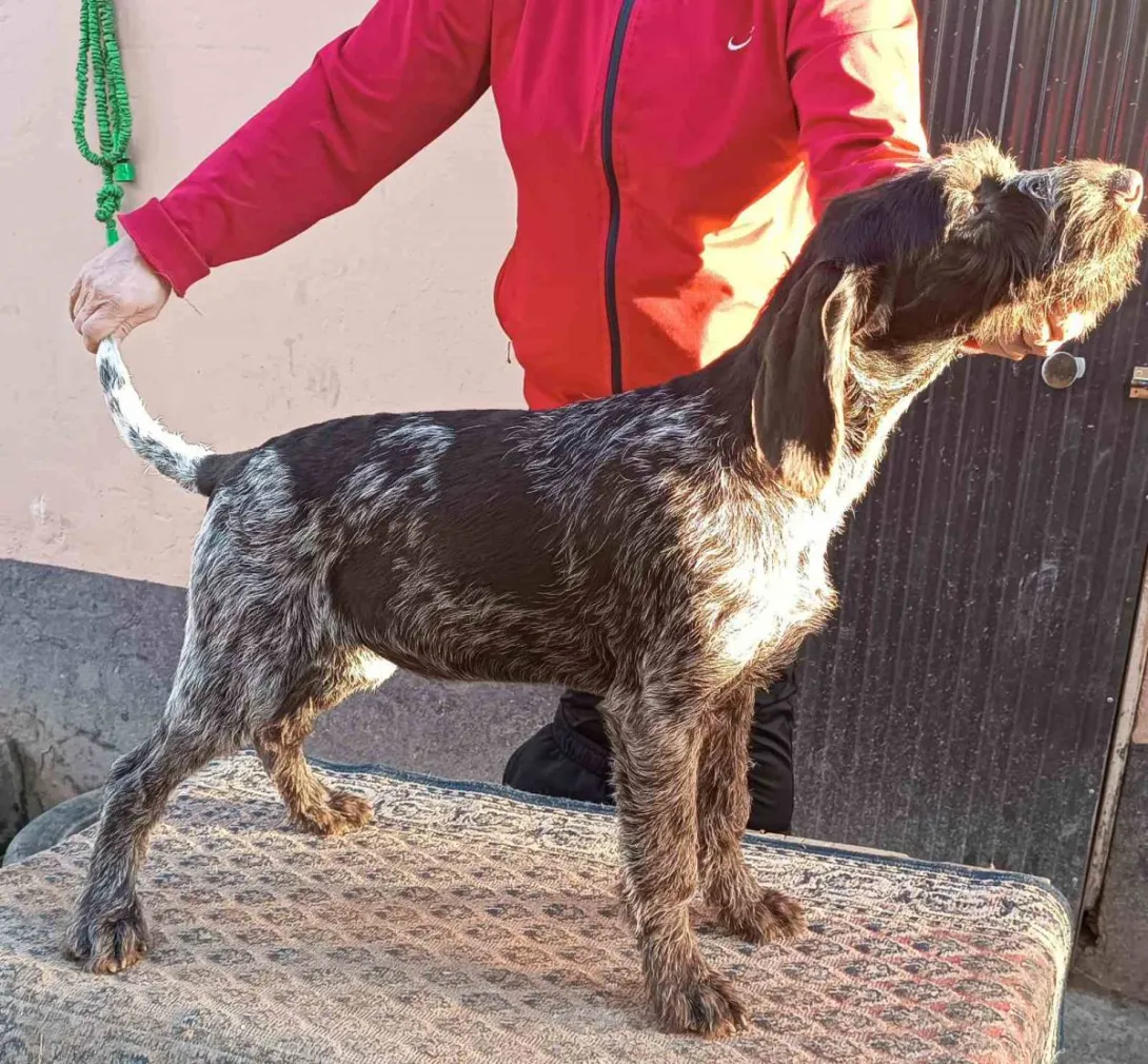 Nemački oštrodlaki ptičar na prodaju, Irig