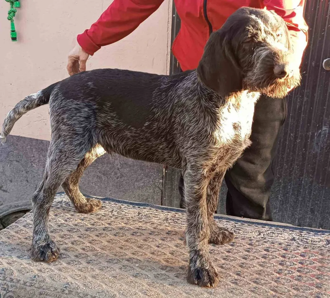 Nemački oštrodlaki ptičar na prodaju, Irig (2)