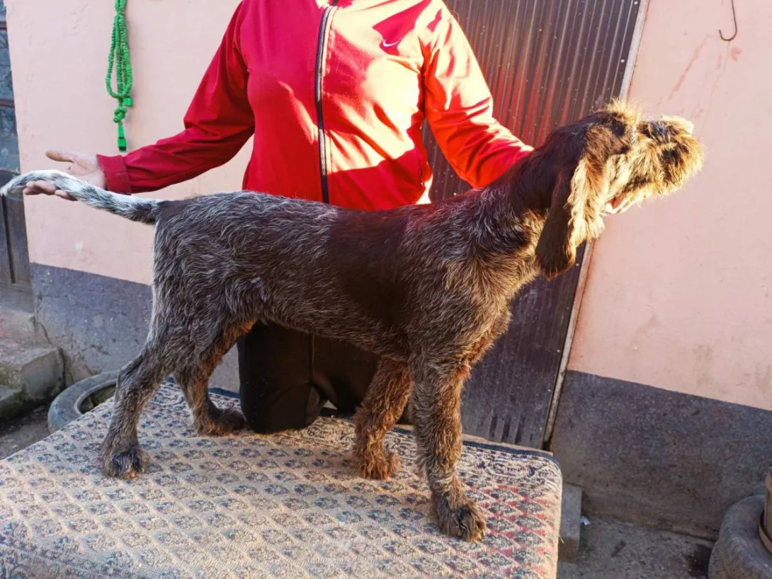 Nemački oštrodlaki ptičar na prodaju, Irig (3)