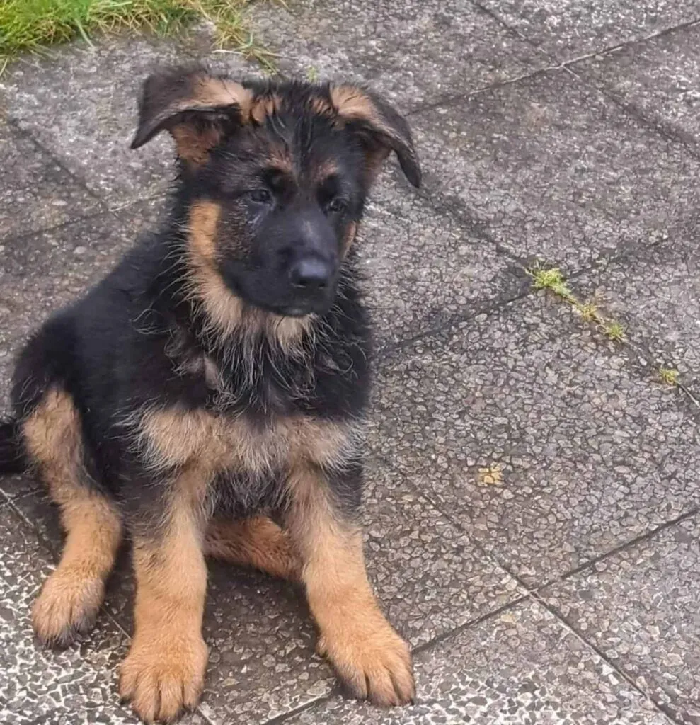 Nemački ovčar na prodaju, Beograd