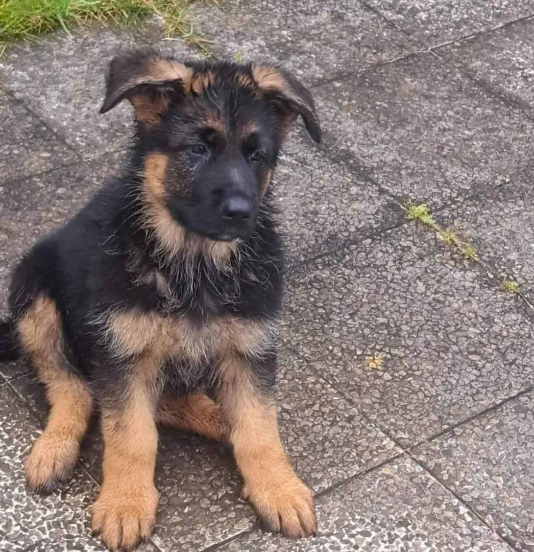 Nemački ovčar na prodaju, Beograd