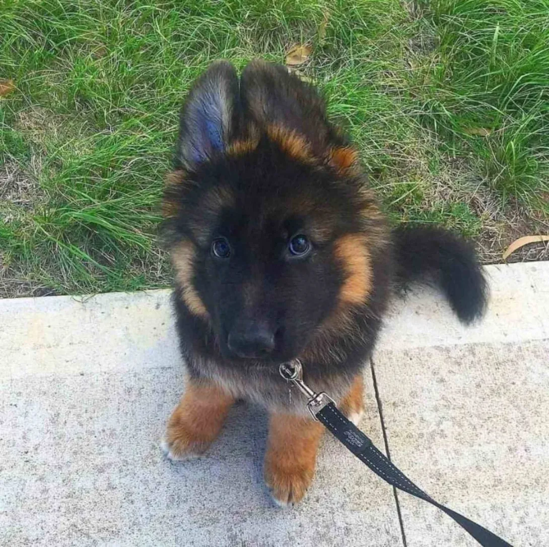 Nemački ovčar na prodaju, Beograd (3)