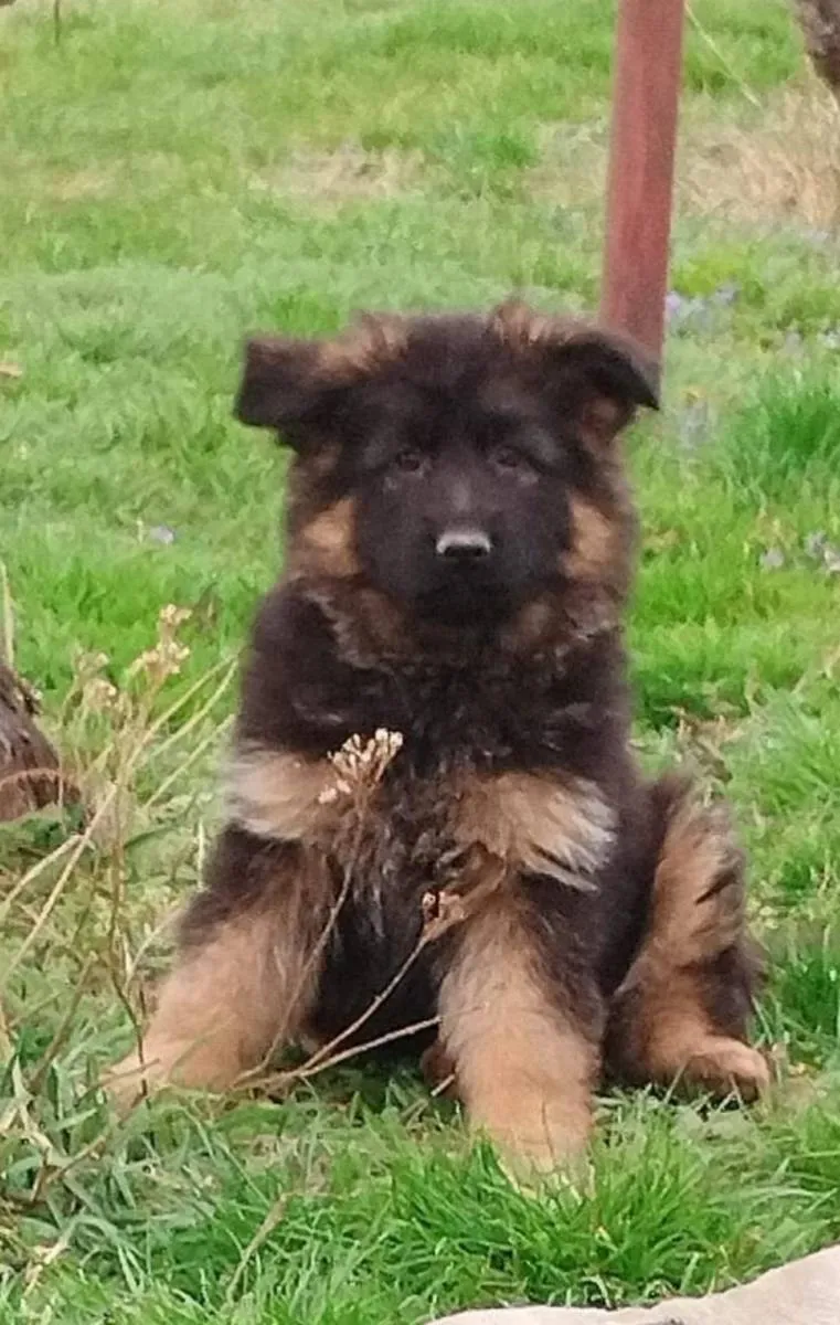 Nemački ovčar na prodaju, Beograd (4)