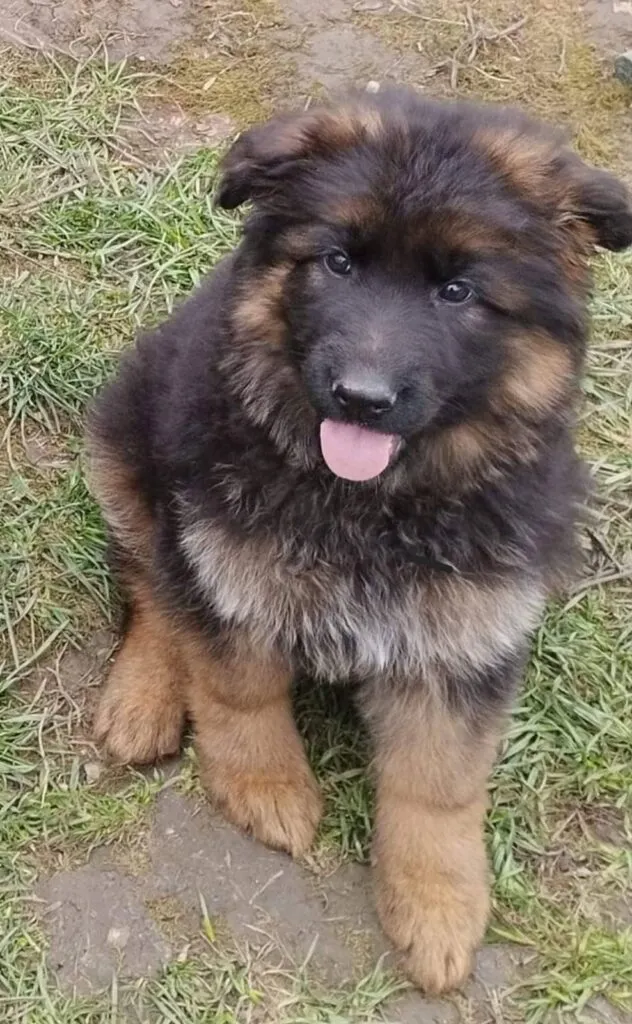 Nemački ovčar na prodaju, Beograd (5)