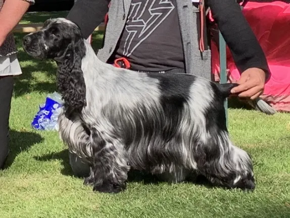 Engleski koker španijel na prodaju, Kovin (2)