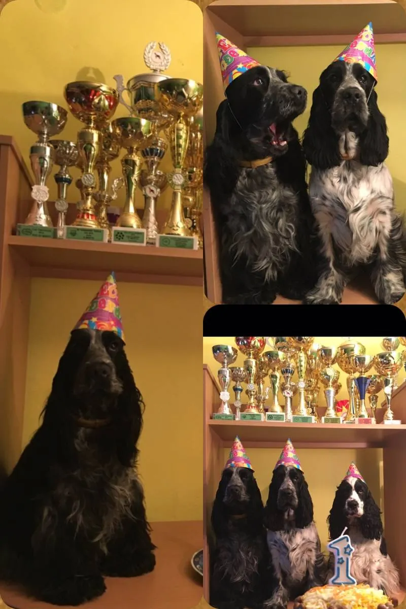 Engleski koker španijel na prodaju, Kovin (5)