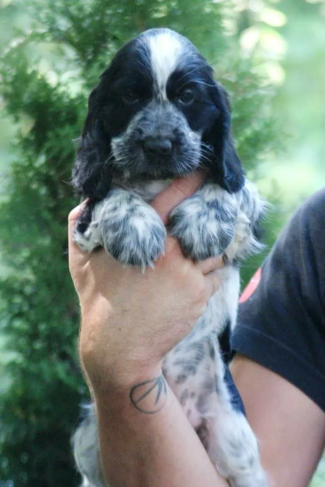 Engleski koker španijel na prodaju, Kovin (6)