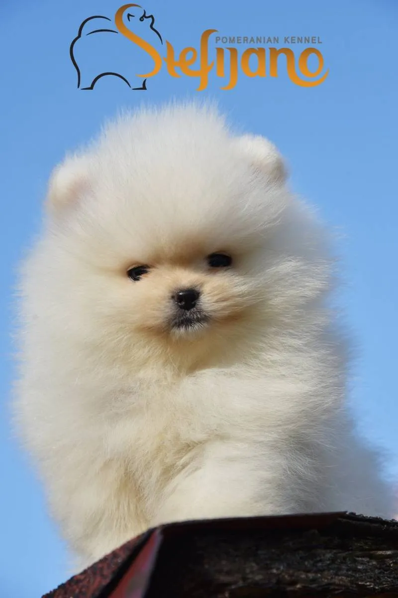 Ostalo na prodaju, Loznica (3)