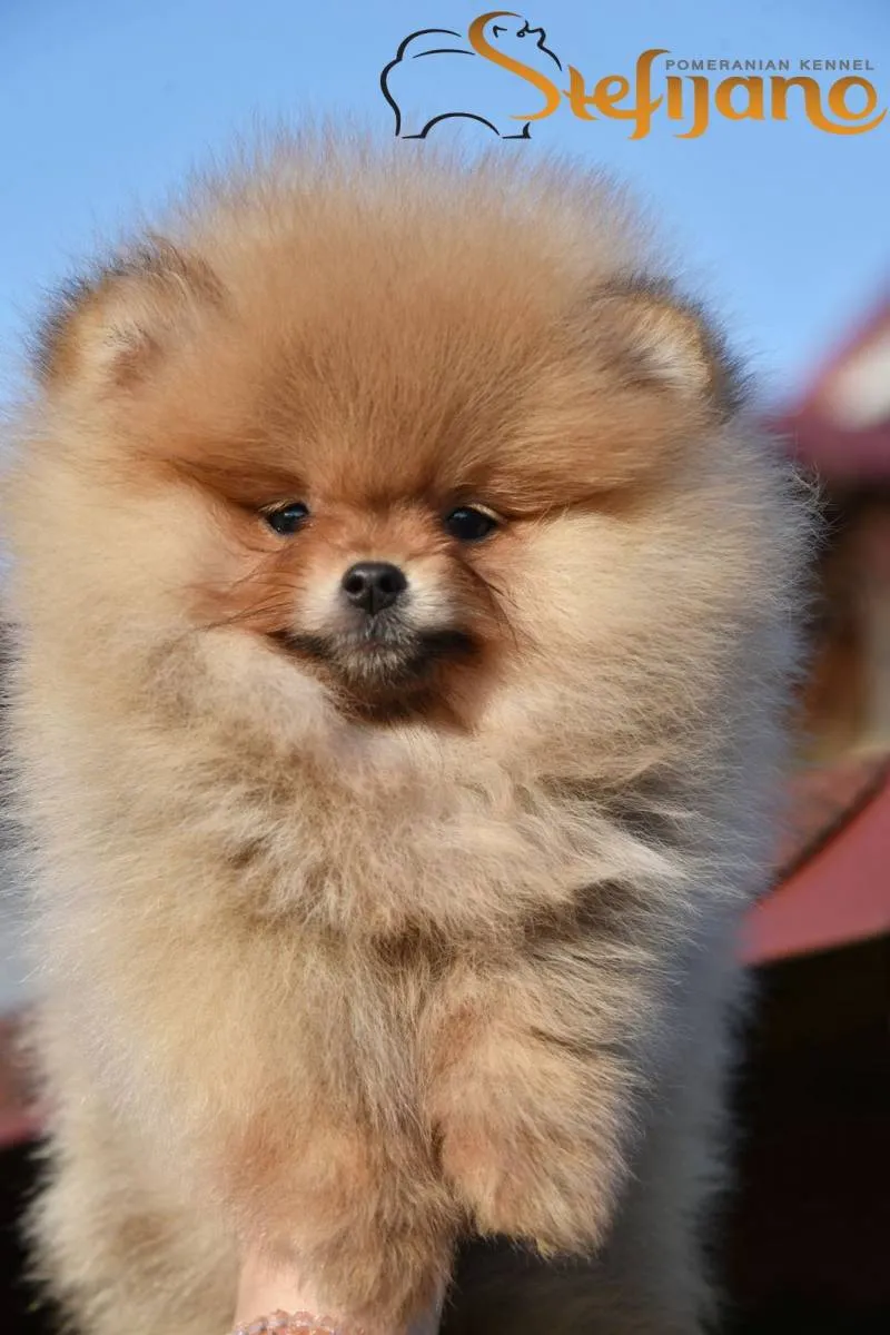 Ostalo na prodaju, Loznica (4)