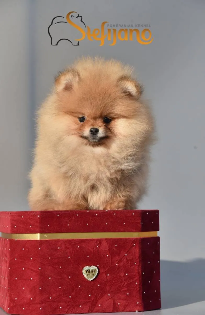 Ostalo na prodaju, Loznica (6)