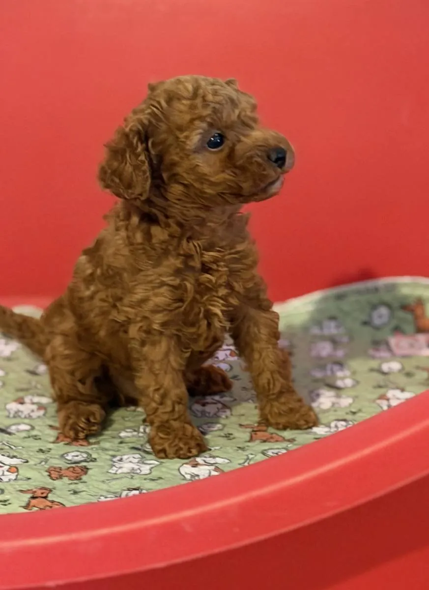 Pudla (patuljasta) na prodaju, Inđija