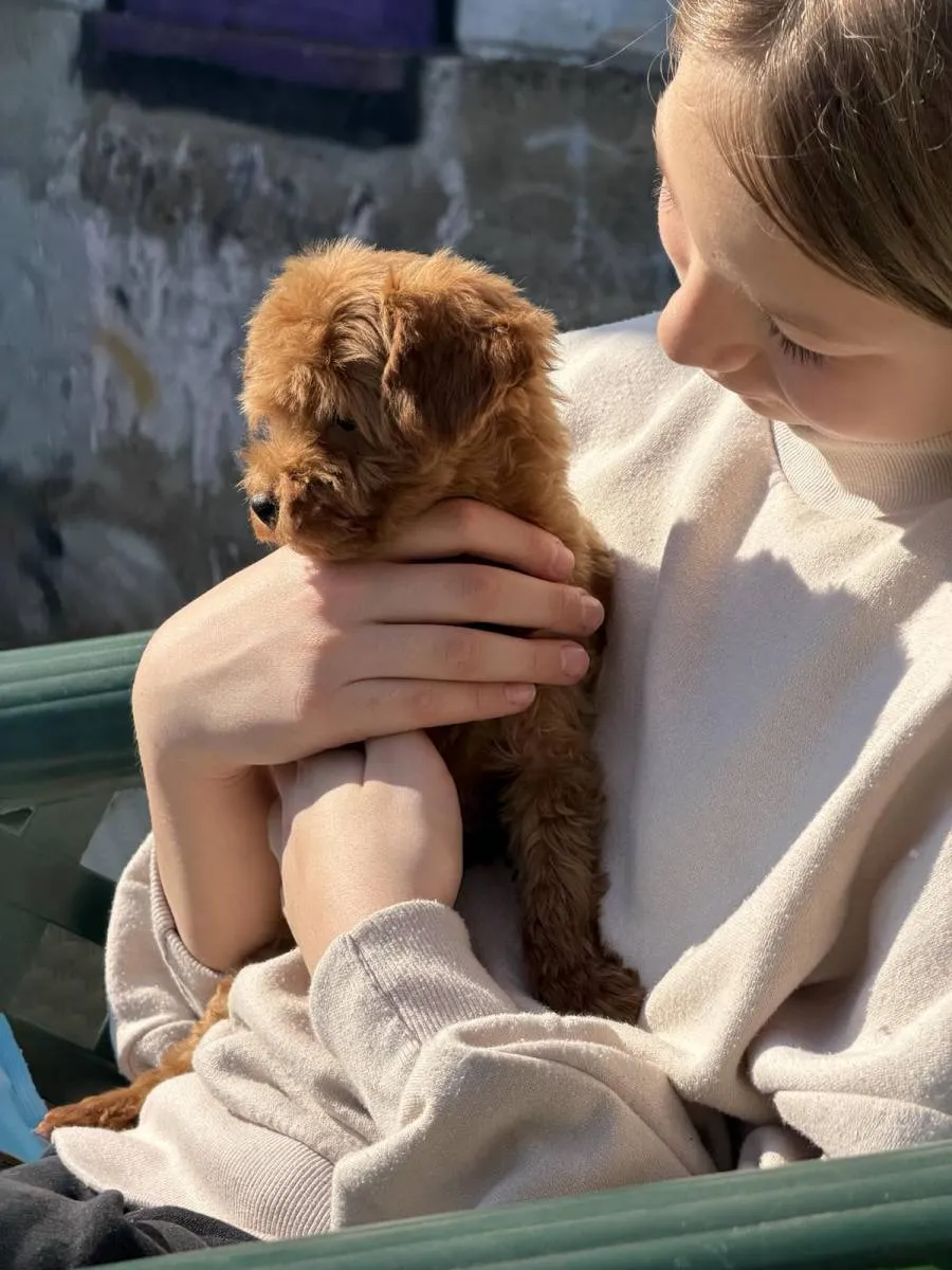 Pudla (patuljasta) na prodaju, Inđija (2)