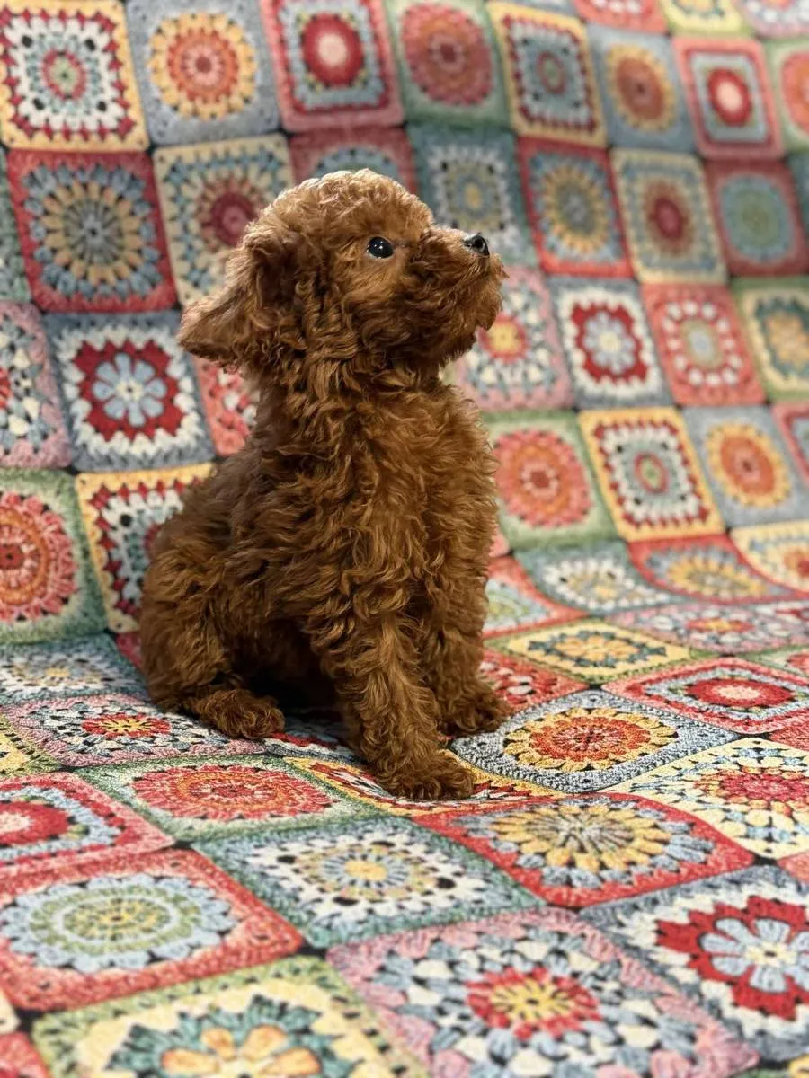 Pudla (patuljasta) na prodaju, Inđija (3)