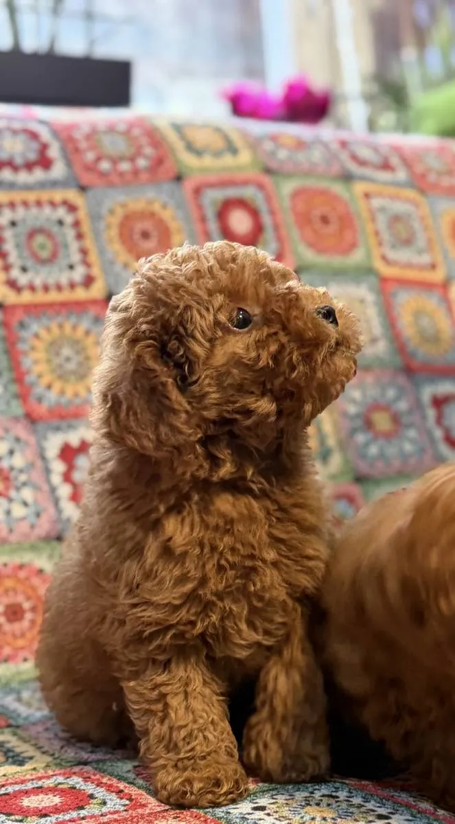 Pudla (patuljasta) na prodaju, Inđija (4)