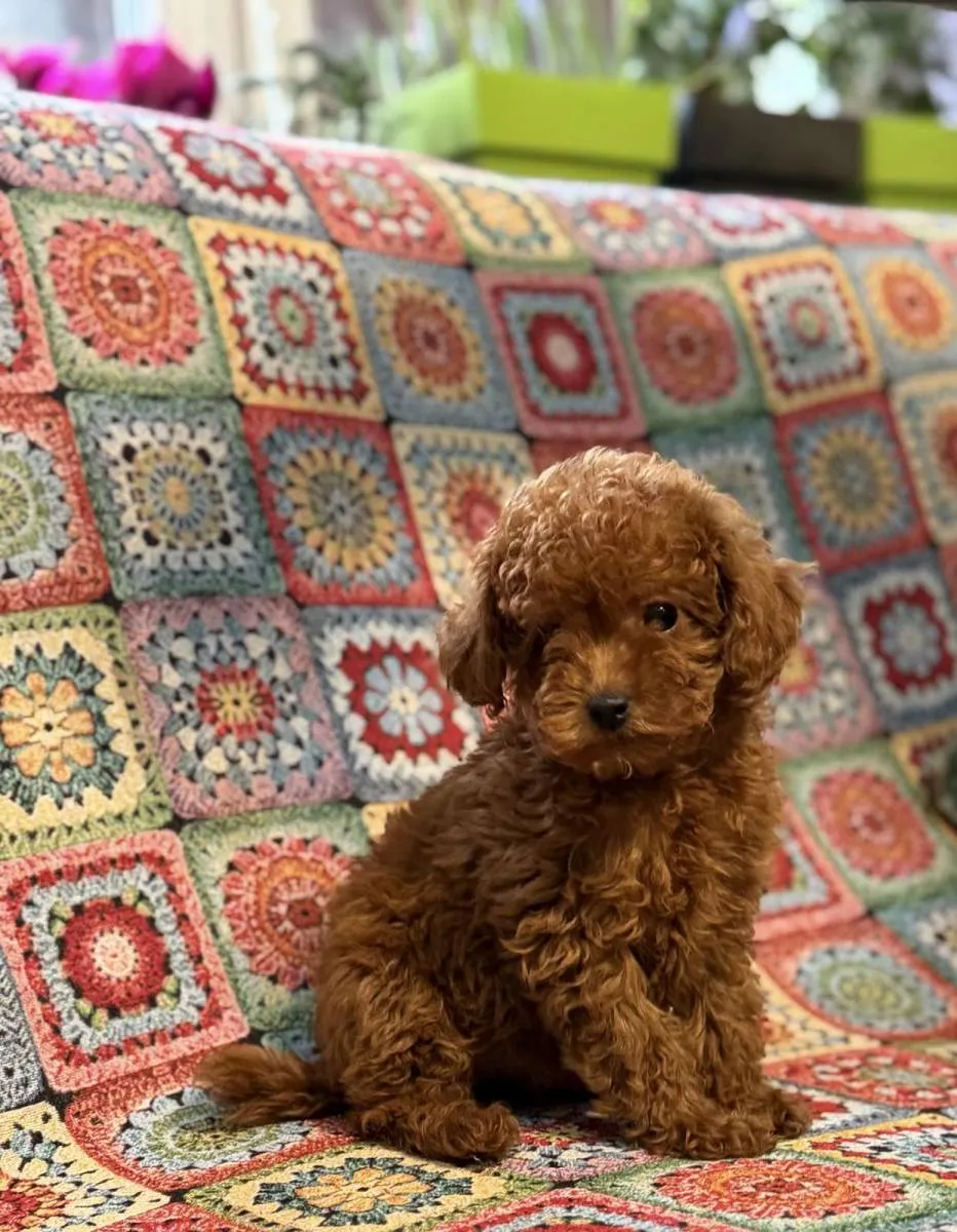 Pudla (patuljasta) na prodaju, Inđija (5)