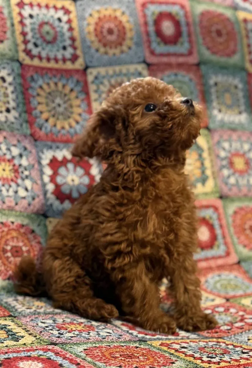 Pudla (patuljasta) na prodaju, Inđija (6)