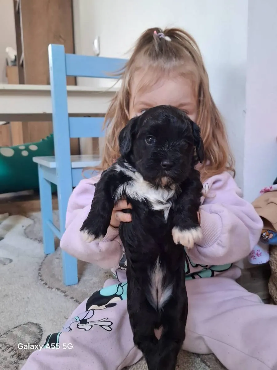 Havanski bišon na prodaju, Beograd (3)