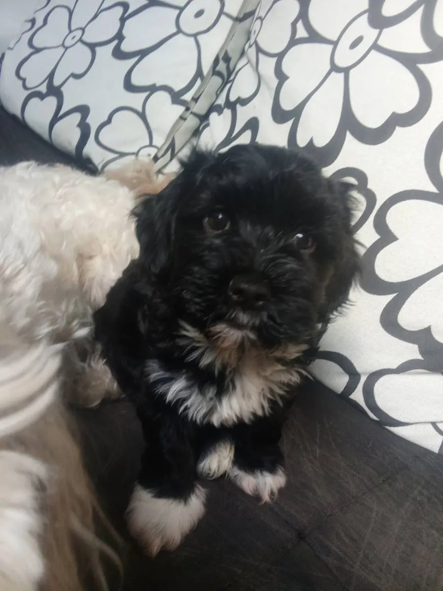 Havanski bišon na prodaju, Beograd (5)