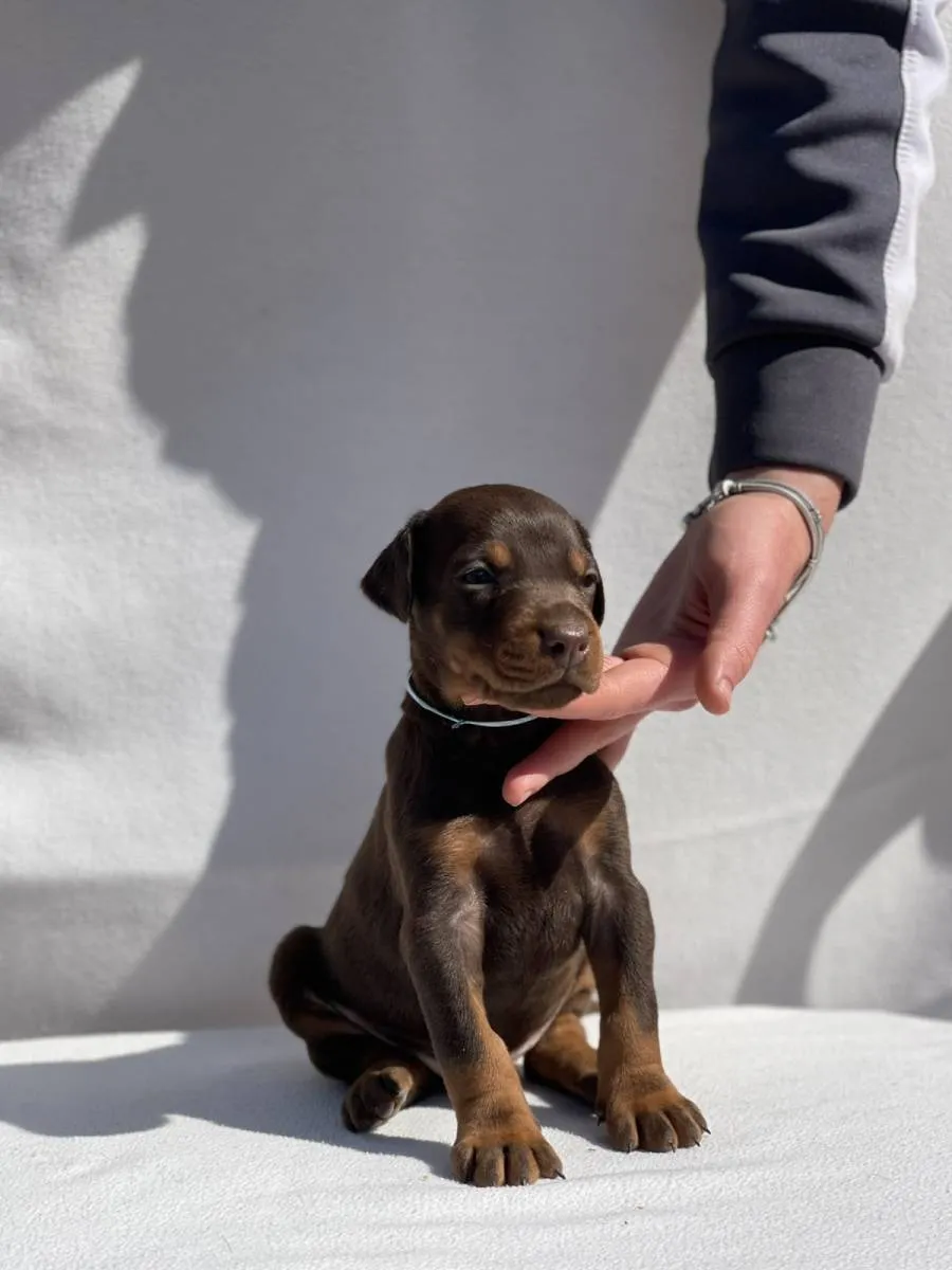 Doberman na prodaju, Vršac (4)