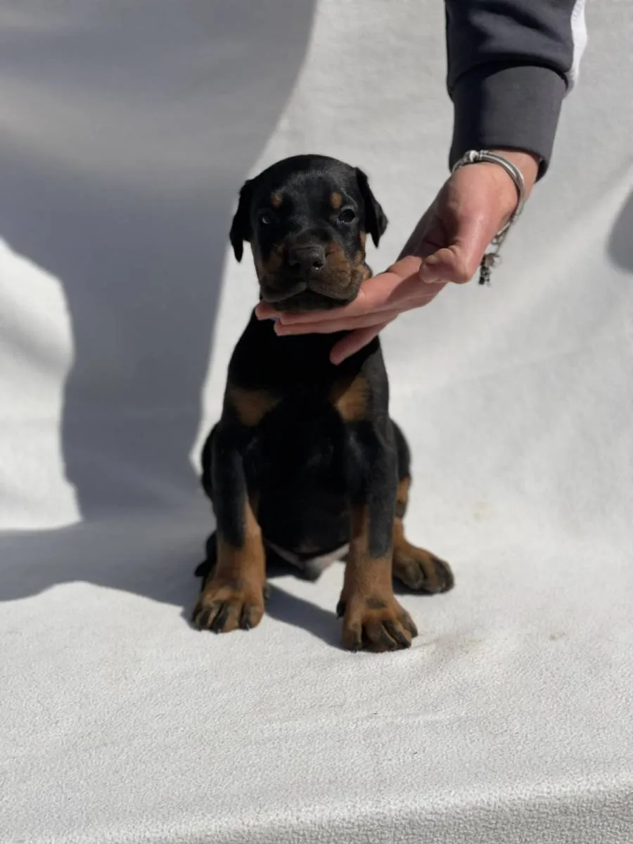 Doberman na prodaju, Vršac (5)