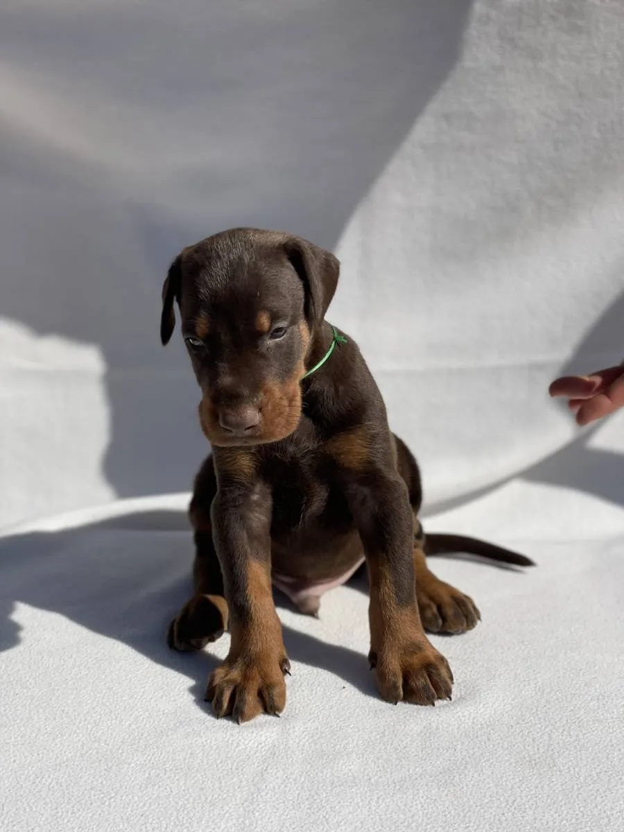 Doberman na prodaju, Vršac (6)