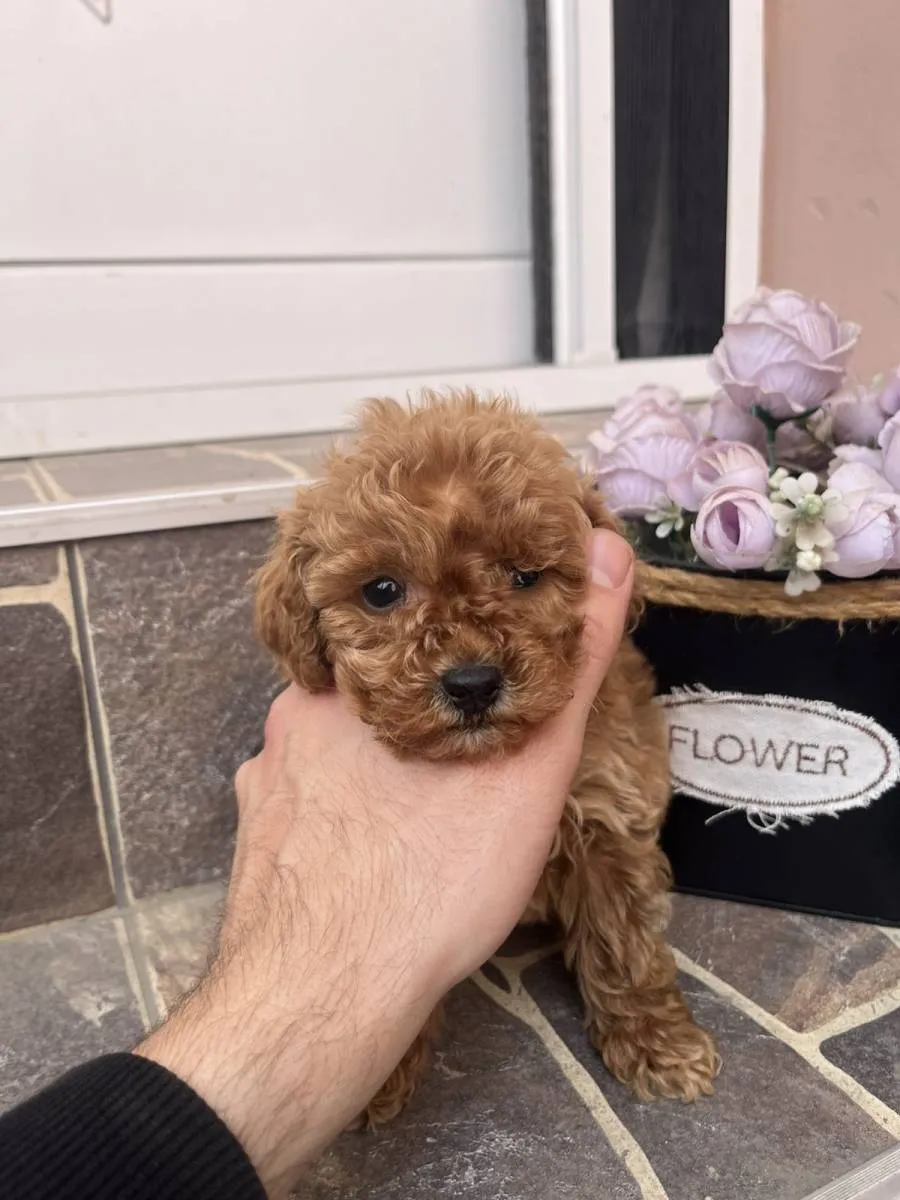 Pudla (patuljasta) na prodaju, Odžaci