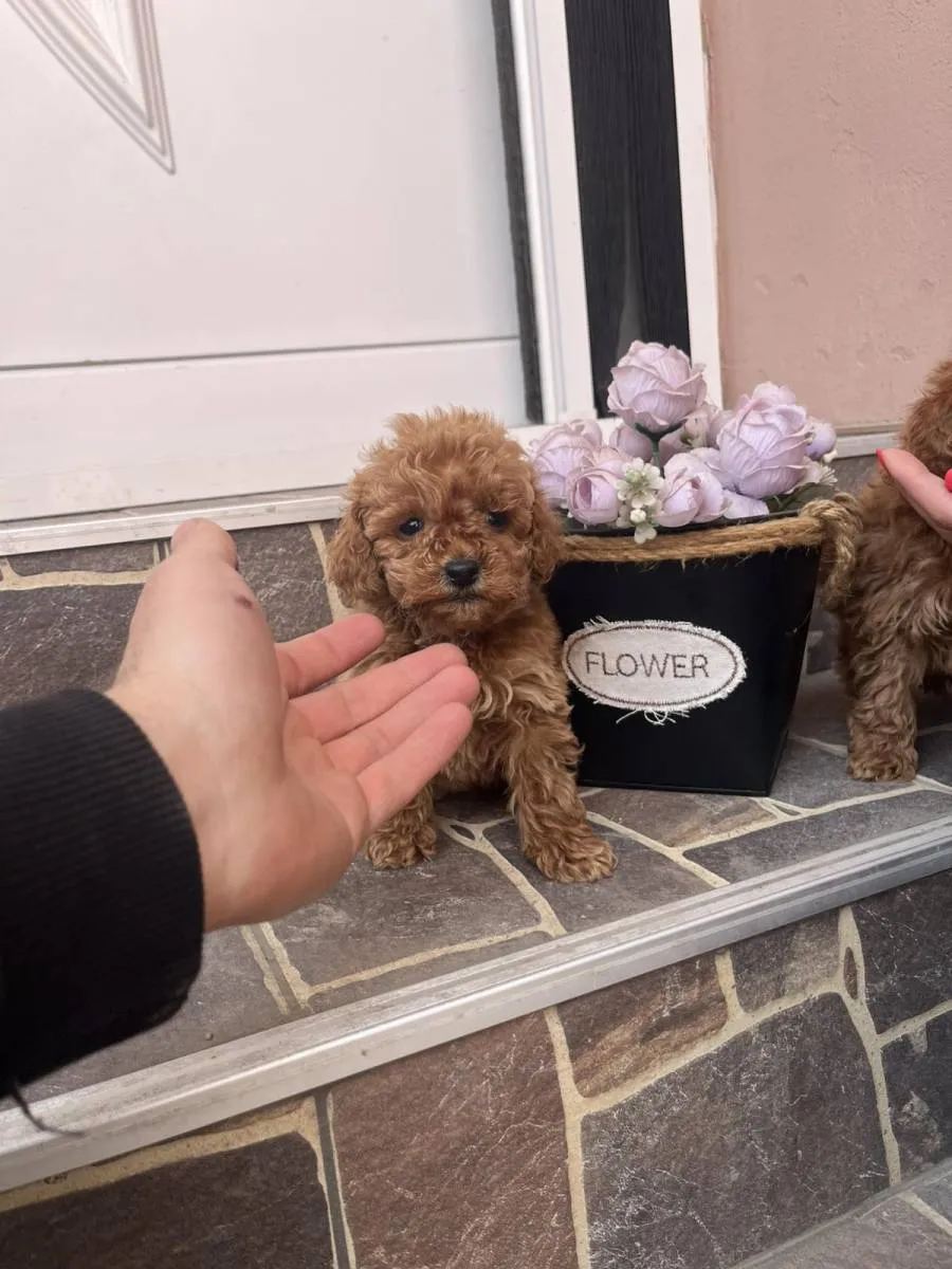 Pudla (patuljasta) na prodaju, Odžaci (2)