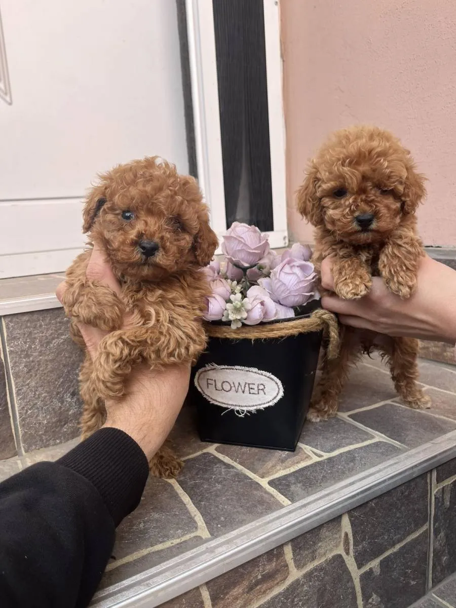 Pudla (patuljasta) na prodaju, Odžaci (3)