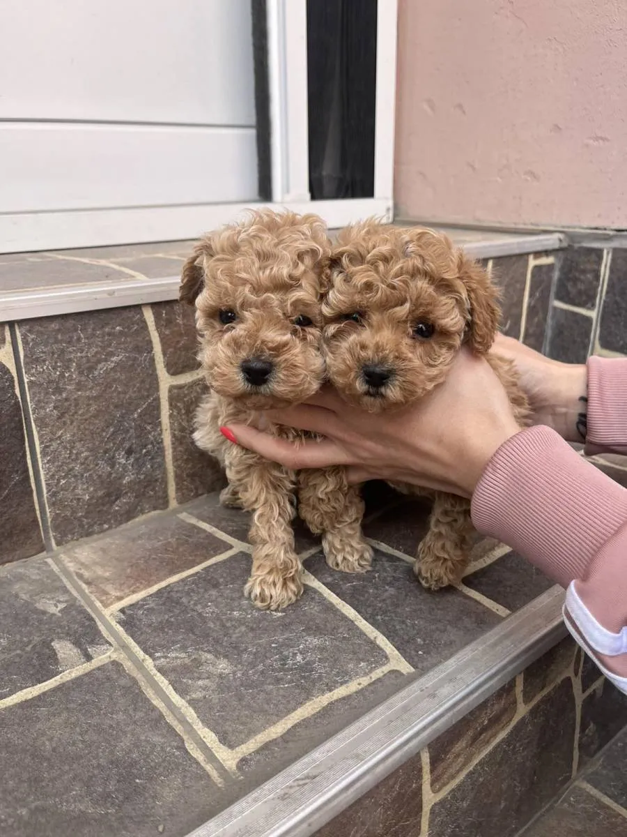 Pudla (patuljasta) na prodaju, Odžaci (4)