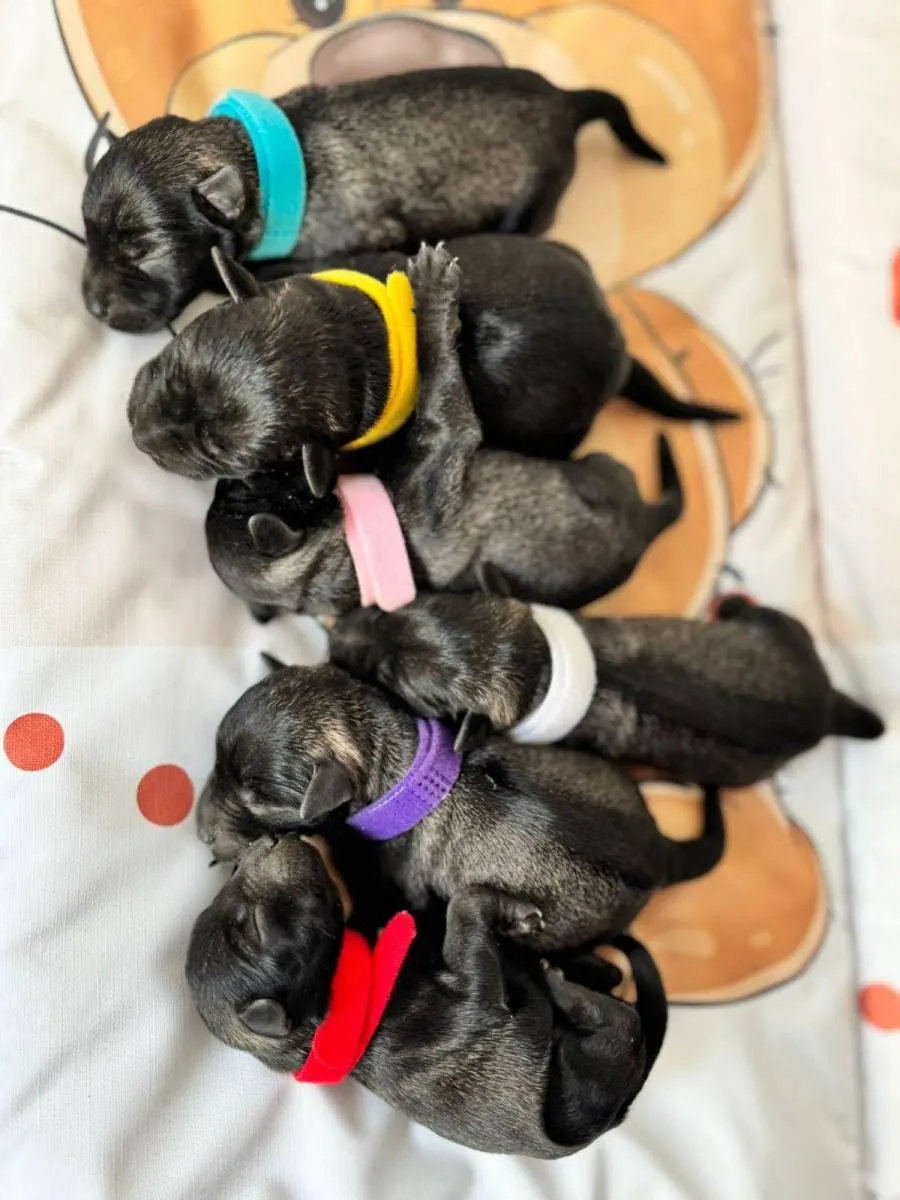 Patuljasti šnaucer na prodaju, Beograd