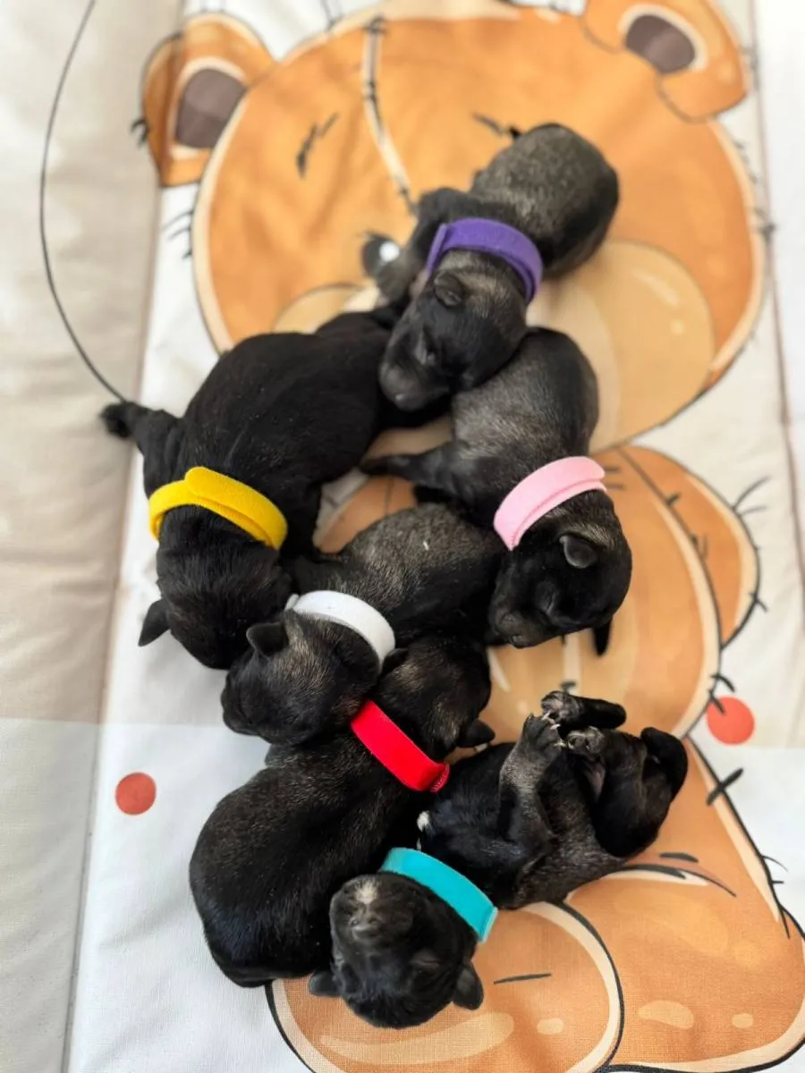 Patuljasti šnaucer na prodaju, Beograd (2)