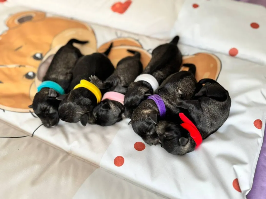 Patuljasti šnaucer na prodaju, Beograd (3)