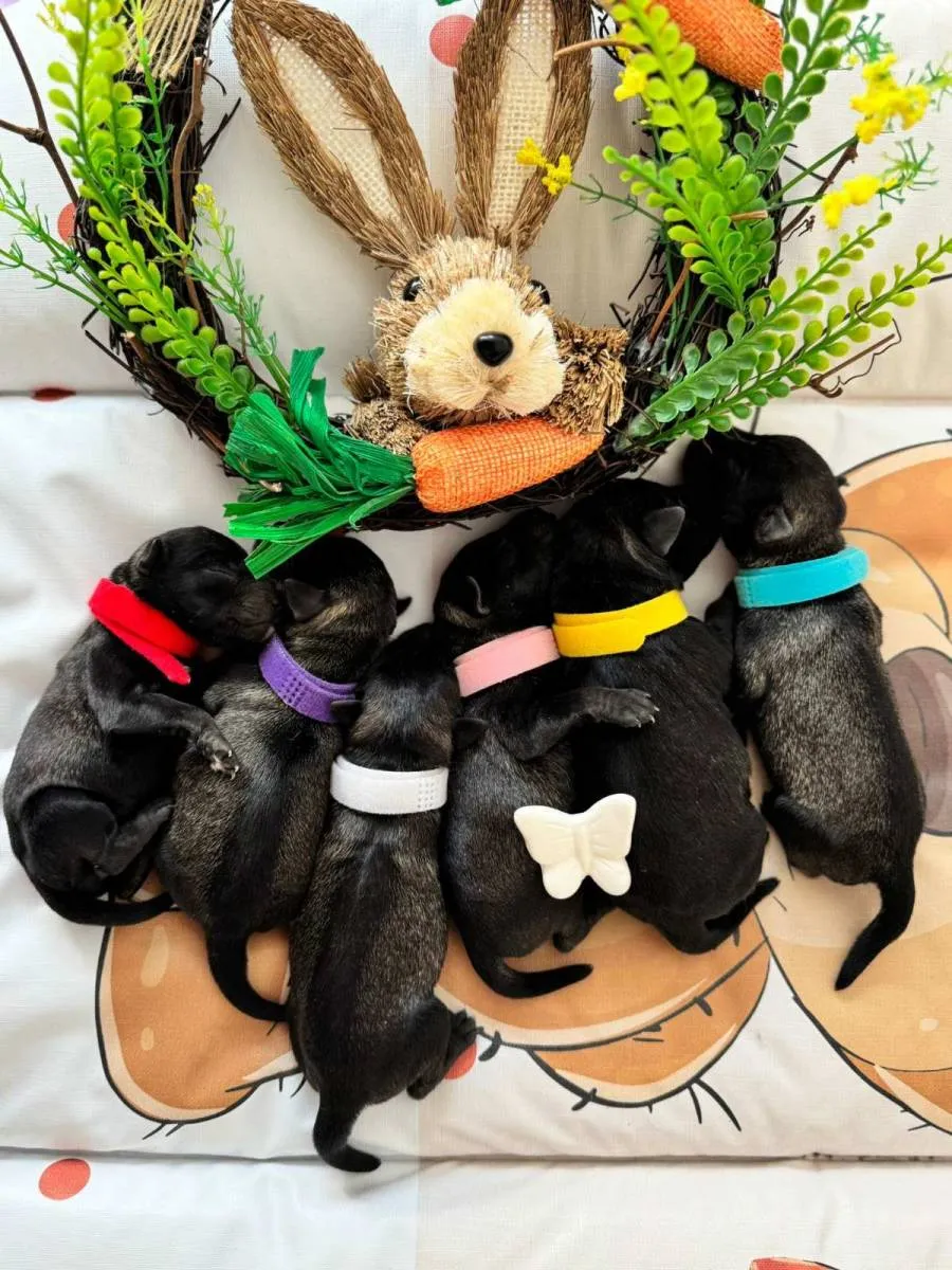 Patuljasti šnaucer na prodaju, Beograd (4)