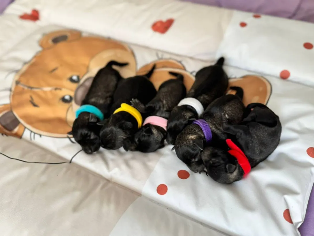 Patuljasti šnaucer na prodaju, Beograd (5)