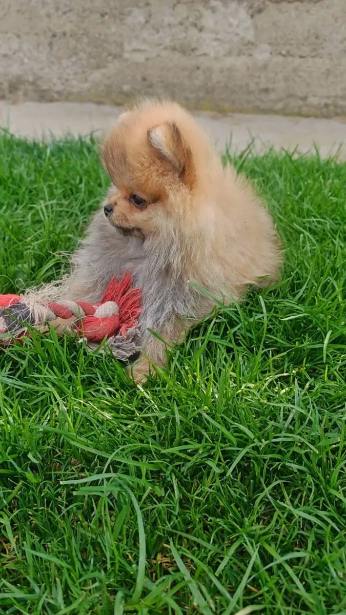 Ostalo na prodaju, Kraljevo